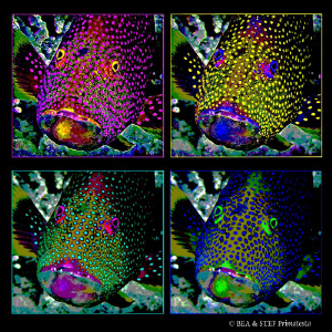 Grouper. by Bea & Stef Primatesta 